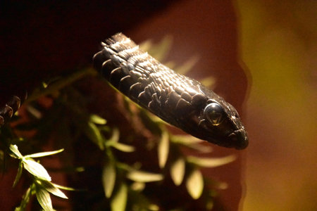 Scaley dangerous black snake known as a boomslang in a tree.の写真素材