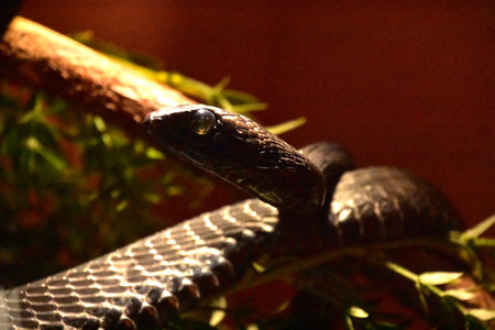Black boomslang snake wound around a tree branch.