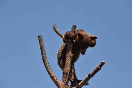 Adorable fluffy brown bear cub looking down from on top of a tree.の写真素材