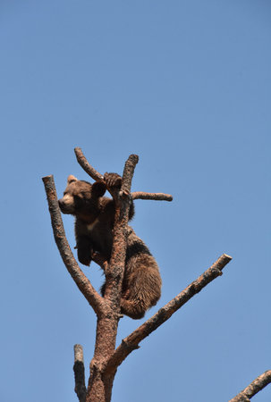 Adorable baby black bear cub climbing up a tree against blue skies.の写真素材