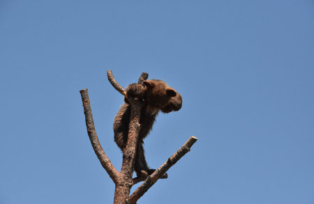 Cute black bear cub looking down from a tree top.