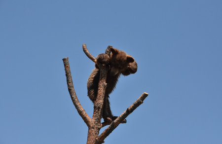 Very cute brown bear cub climbing up a tree top.