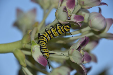 Crawling monarch caterpillar on a budding giant milkweed bush.の写真素材