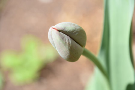 Stunning lone tulip bud with the petals all closed up in the spring.の写真素材