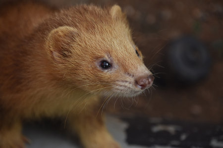 Very cute cinnamon ferret with a pink nose and wiggling whiskers.