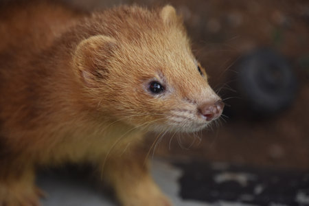 Adorable orange ferret with an adorable pink nose and sweet face.