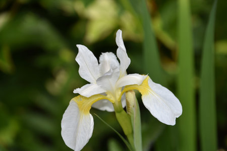 Blooming white Siberian iris flower blossom flowering in early summer.の写真素材