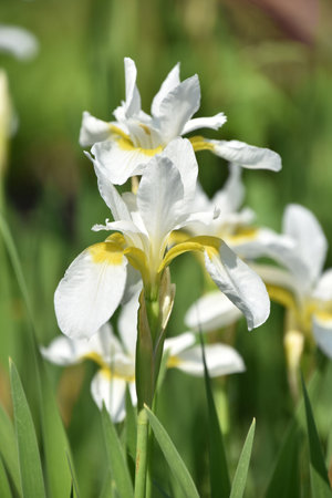 Garden with beautiful unusual white iris flowers blooming and flowering.