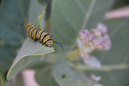 A creeping and eating monarch caterpillar on a giant milkweed leaf.の写真素材