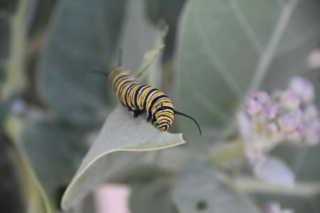 Stunning capture of a monarch caterpillar eating a milkweed leaf.の写真素材