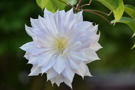 Stunning pale pink double clematis flower blossom blooming in the summer time.の写真素材
