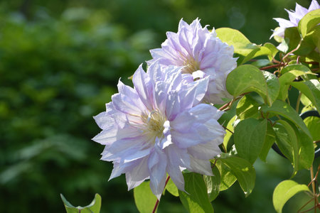Pretty climbing double clematis vine flowering and blooming in the summer.の写真素材