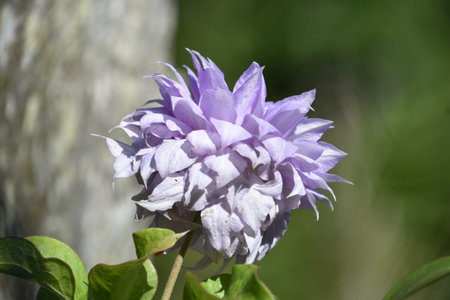 Gorgeous purple double clematis blooming and flowering in the summer time.の写真素材