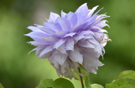 Pretty light purple blooming double clematis flower blossom in a garden.の写真素材