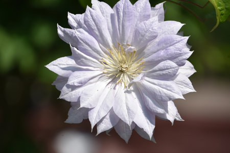 Beautiful look into the center of a blooming clematis flower blossom.の写真素材
