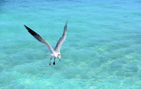 Laughing gull flying over turquoise tropical waters in Aruba.の写真素材