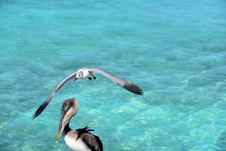 Amazing capture of a laughing gull in flight over a pelican in Aruba.