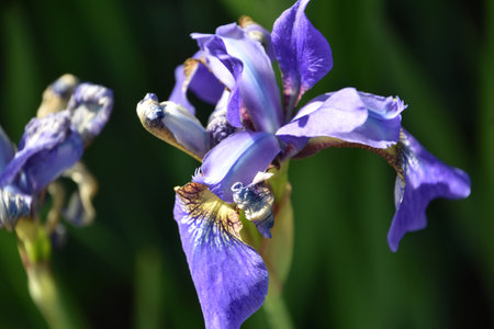 Up close look at a flowering Siberian iris flower blossom in a garden.
