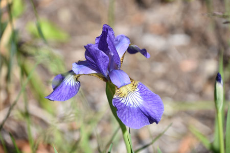 Gorgeous picture perfect flowering Siberian iris flower in bloom in a garden.