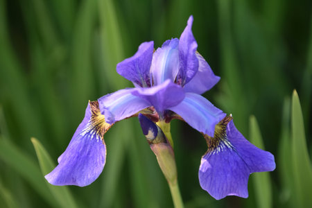 Beautiful flowering Siberian iris flower blossom in a spring garden.