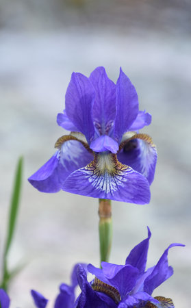 Stunning up close look at a blooming Siberian iris flower blossom.の写真素材