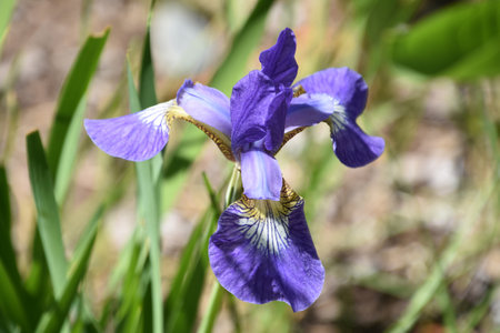 Close up look at a blooming purple Siberian Iris flwoer blossom.
