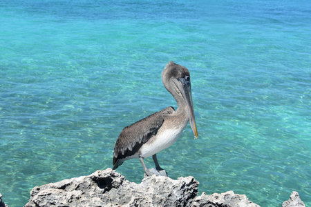 A large grey pelican perched on rocks by the oceans edge.の写真素材