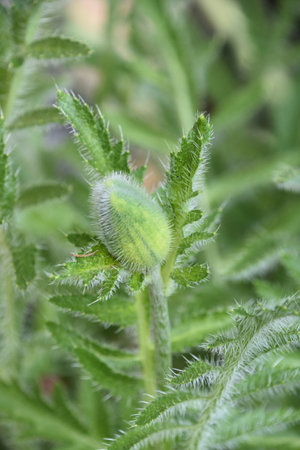 Amazing budding Oriental poppy flower in a lush garden.の写真素材