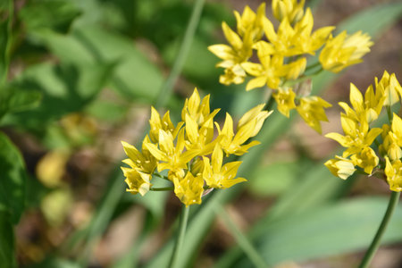 Spring with flowering golden allium blossoms blooming in the spring.