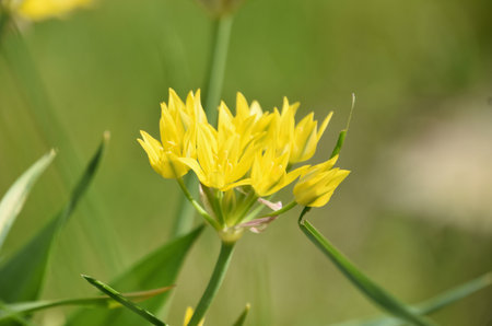 Beautiful blooming and flowering yellow allium plant in a garden.