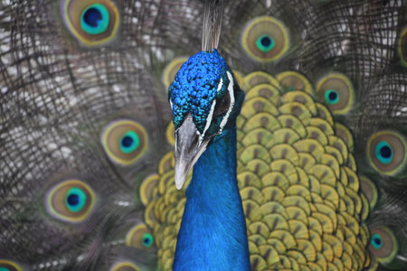 Stunningly beautiful cobalt blue peacock surrounded by feathers and plumage.