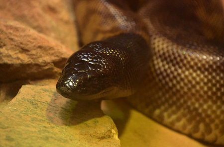 Direct look into the face of a black headed python snake.