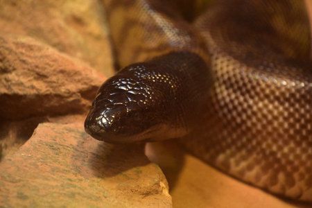 A black headed python snake coiled up with his head raised.