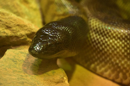 Up close look at a black headed python snake curled up.
