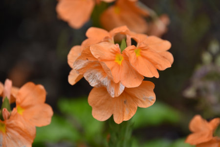 Very pretty flowering orange begonia blossom blooming in a garden.の写真素材