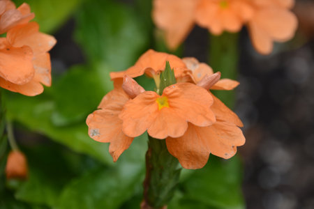 Very pretty flowering orange begonia blossom blooming on a spring day.の写真素材