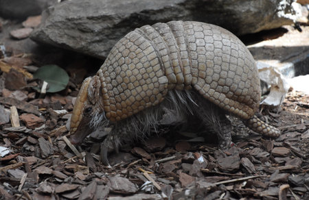Adorable small wild scaled armored armadillo walking in wood chips.の写真素材