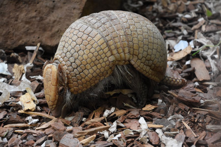 Up close look at an armored armadillo looking very cute on a summer day.の写真素材