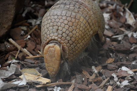 Segmented armadillo rooting through wood chips for a snack.の写真素材