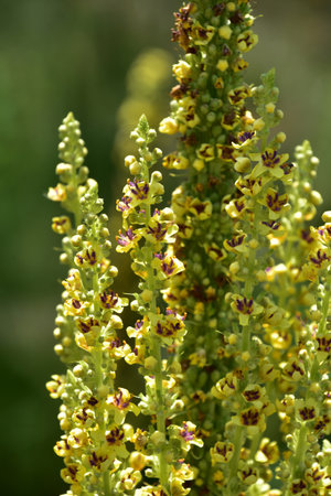 Beautiful flowering yellow baptisia hybrid flowers blooming in a garden.