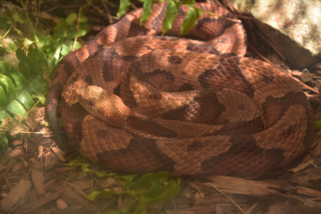 Hiding northern copperhead snake coiled up and looking wary.