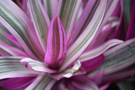 Garden with colorful foliage and green and purple striped leaves.の写真素材