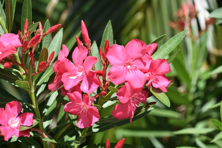 Garden with flowering and budding red phlox flower blossoms in the summer.
