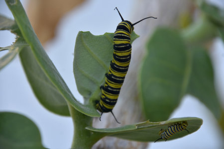 Two monarch caterpillars on a giant milkweed plant in the tropics.の写真素材