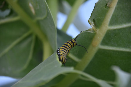 Monarch caterpillar eating the edge of a large milkweed leaf.の写真素材