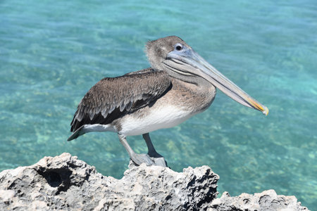 Beautiful pelican poised perched on a rock above the ocean.の写真素材