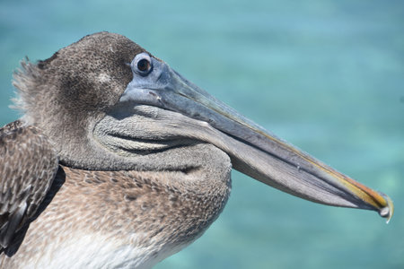 Long bill on a pelican up close and very personal in Aruba.の写真素材