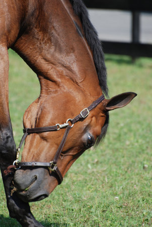 Gorgeous bay horse itching his nose.