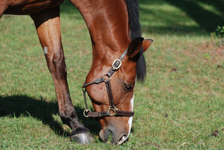 Beautiful close up of a dutch warmblood horse in a field.の写真素材