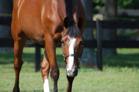 Direct look into the very sweet face of a horse in a field.の写真素材